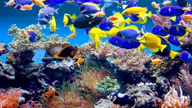 how to look after aquarium fish