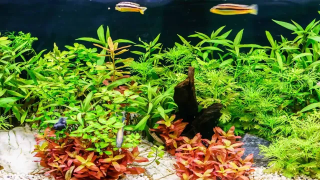 how to look after aquarium plants