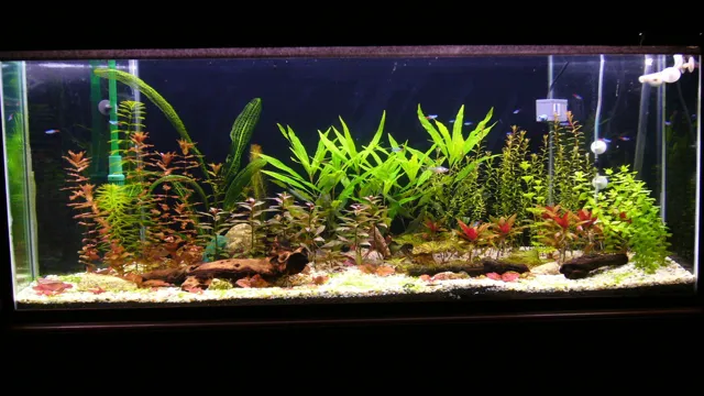 how to look after aquarium plants