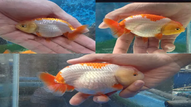 how to look after goldfish in an aquarium