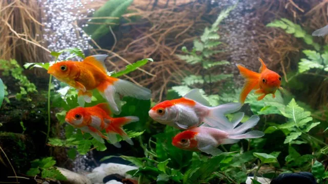 How to Look After Goldfish in an Aquarium: Essential Tips for Optimal Care