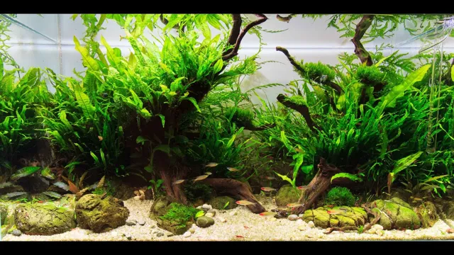 how to look after plants in aquarium