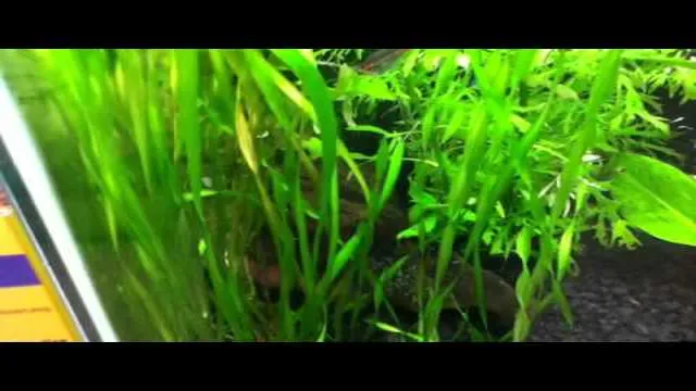how to low ph in aquarium