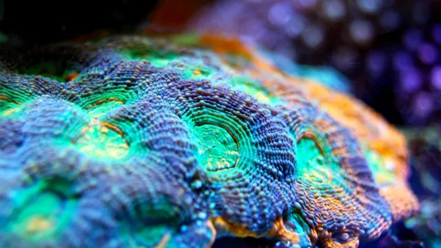 How to Lower Alkalinity in Reef Aquarium: Step-by-Step Guide for Healthy Marine Life