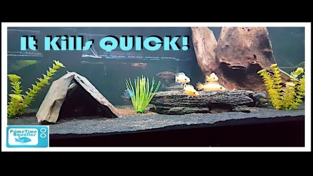 how to lower ammonia levels in an aquarium