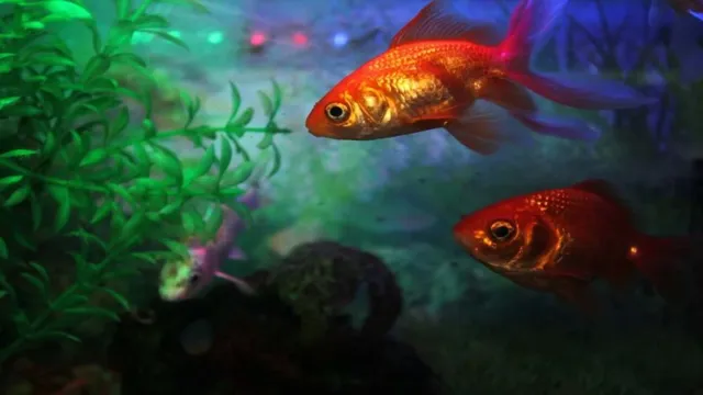 How to Lower High pH in Aquarium: Effective Tips and Techniques