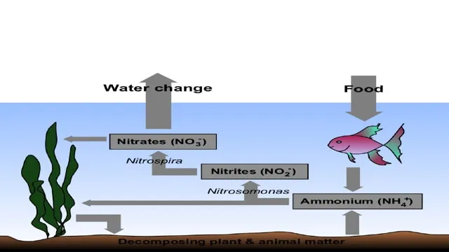 how to lower nitrate and nitrite in aquarium