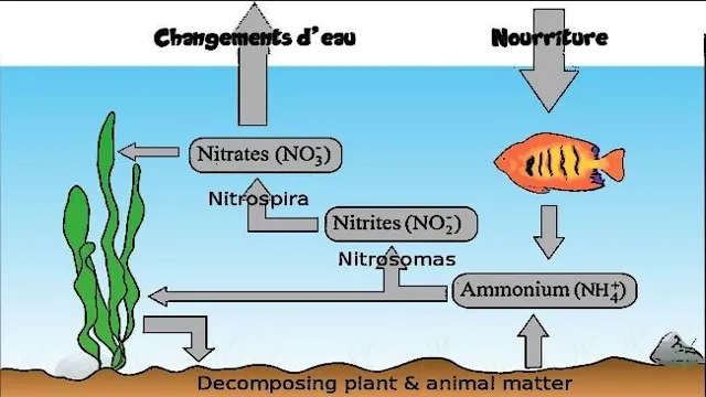 How to Lower Nitrites in Aquarium Water: A Comprehensive Guide