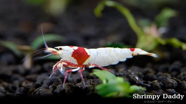 How to Lower pH in Aquarium for Crystal Red Shrimp: A Step-by-Step Guide