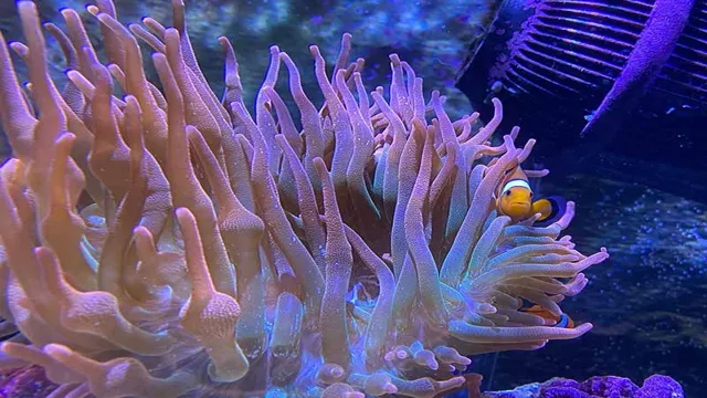 how to lower ph in aquarium saltwater