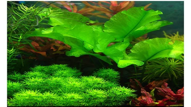 How to Lower pH in Aquarium with Plants: A Beginner’s Guide to Natural Water Balance