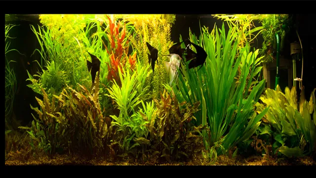 how to lower ph in freshwater aquariums