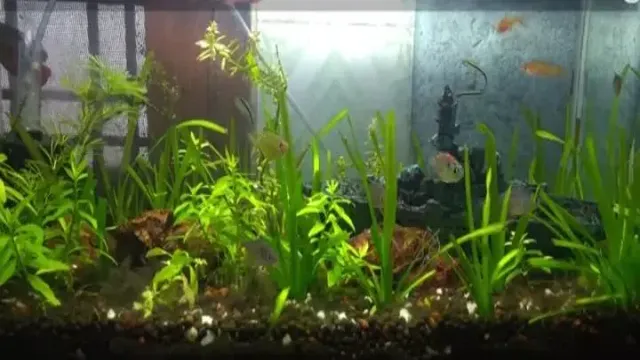 how to lower ph of tap water for aquarium