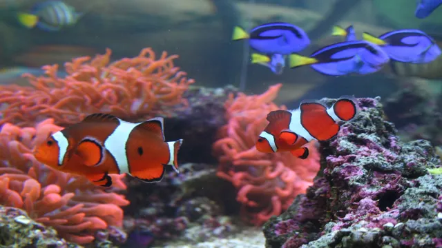 how to lower phosphate levels in aquarium