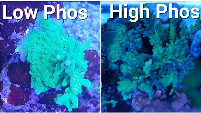 how to lower phosphate levels in reef aquarium