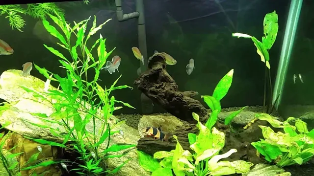 How to Lower Phosphates in Your Aquarium: Simple and Effective Techniques