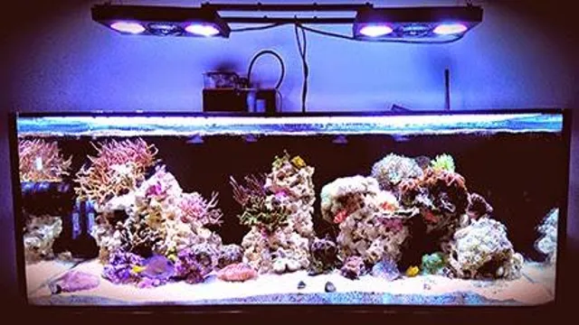 How to Lower Salinity in Saltwater Aquarium: Effective Tips and Tricks