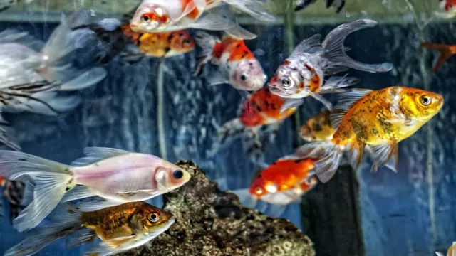 how to lower the temperature of an aquarium