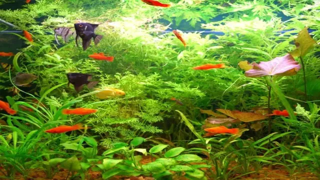 How to Lowering Alkalinity in Freshwater Aquarium: Tips and Tricks