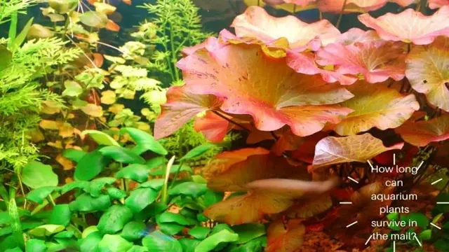 how to mail live aquarium plants