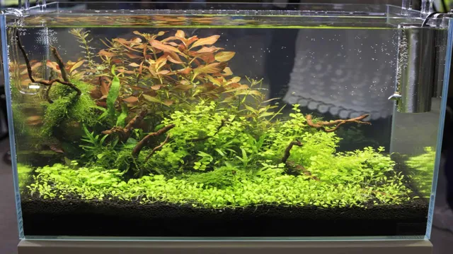 How to Maintain a 10 Gallon Freshwater Aquarium: Essential Tips and Tricks