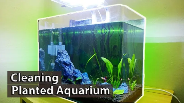 how to maintain a healthy planted aquarium
