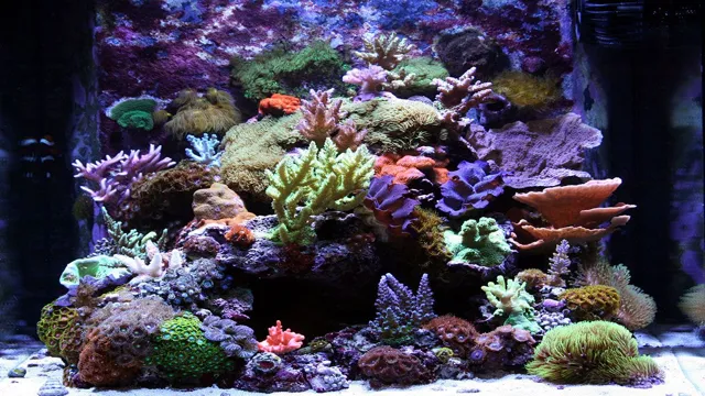 how to maintain a healthy reef aquarium