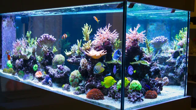 How to Maintain a Healthy Reef Aquarium: Tips and Tricks for a Thriving Eco-System