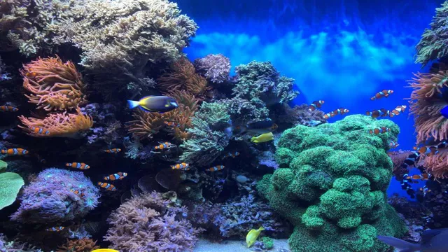 how to maintain a healthy saltwater aquarium