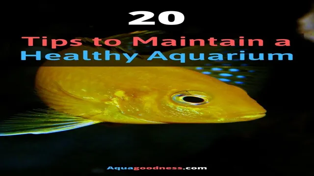 How to Maintain a Healthy Saltwater Aquarium: Top Tips for Success