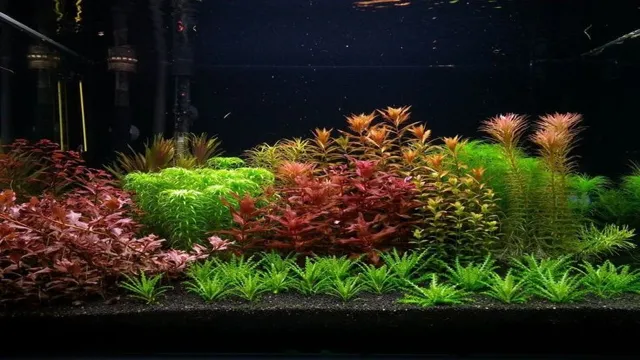 how to maintain a live plant aquarium