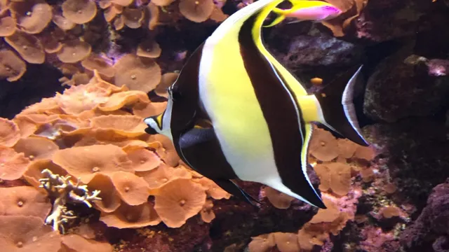 how to maintain a reef aquarium