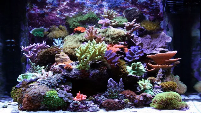 How to Maintain a Reef Aquarium: Tips and Tricks for a Healthy Underwater Ecosystem