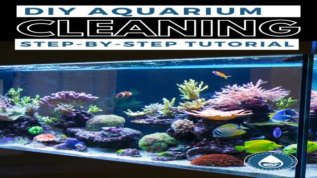 How to Maintain a Small Aquarium in 5 Easy Steps for Optimal Health and Happiness