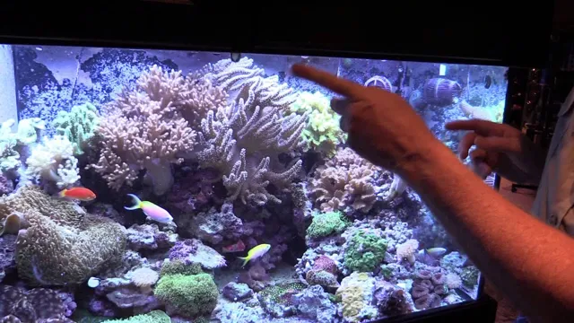 how to maintain a small saltwater aquarium