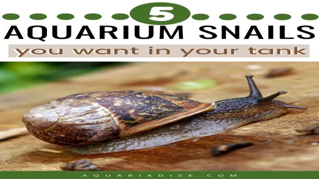 How to Maintain a Snail in Aquariums: Tips and Tricks for…