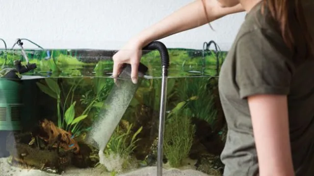 how to maintain algae in aquarium