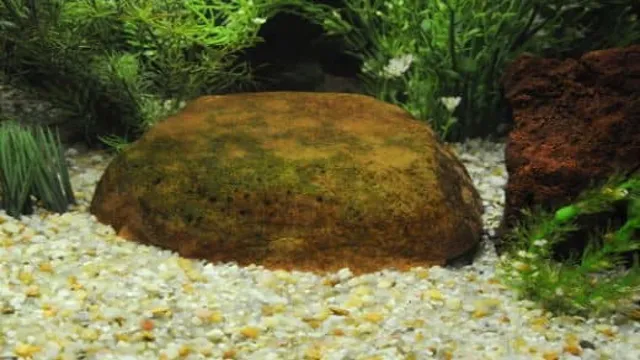 How to Maintain Algae in Aquarium: 5 Essential Tips for a Healthy Tank