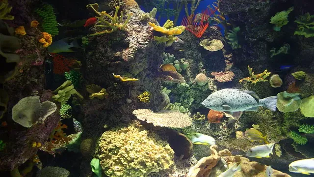 how to maintain alkalinity in reef aquarium