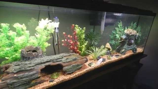 how to maintain an optimal freshwater aquarium