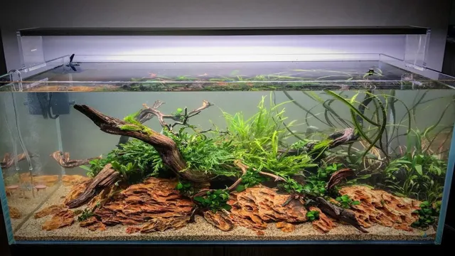 How to Maintain an Optimal Freshwater Aquarium: Top Tips for a Healthy and Vibrant Tank