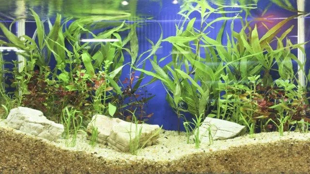 How to Maintain Aquarium Sand: Tips and Tricks for a Healthy Tank