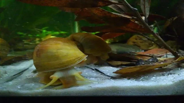 how to maintain aquarium snails