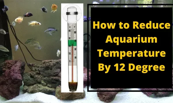 How to Maintain Aquarium Temperature: Tips and Tricks&hellip;