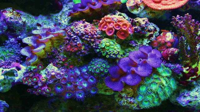 how to maintain coral reef aquarium