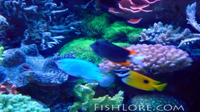 How to Maintain Coral Reef Aquarium: A Complete Guide