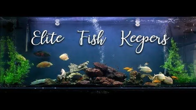 how to maintain crystal clear water in saltwater aquarium