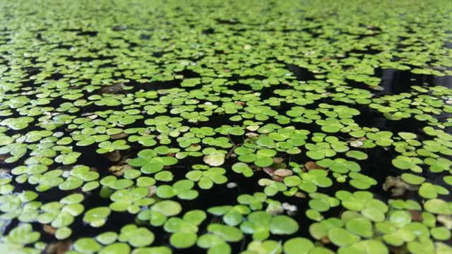 how to maintain duckweed in an aquarium