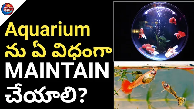 how to maintain fish aquarium in telugu