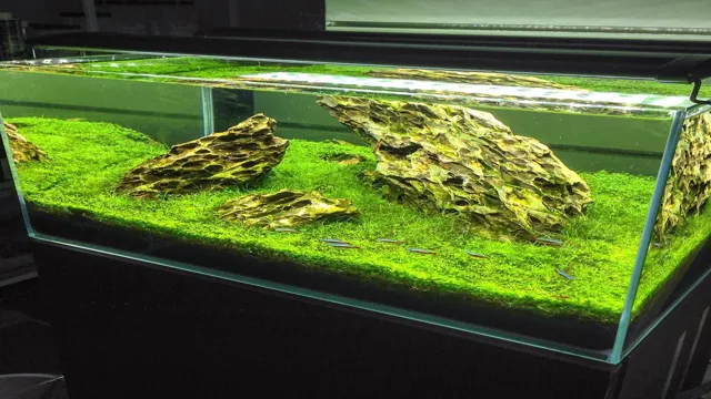 How to Maintain Freshwater Aquarium Plants: 5 Essential Tips for Success